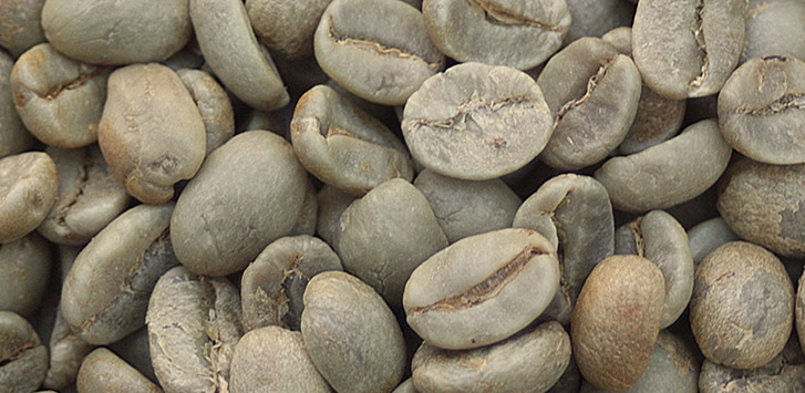 Indian unroasted coffee beans